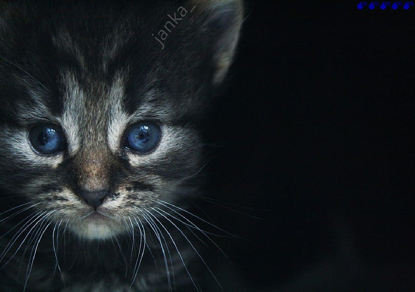 ten kot nie wie, co będzie, kot, niebieskie oczy Tapeta HD