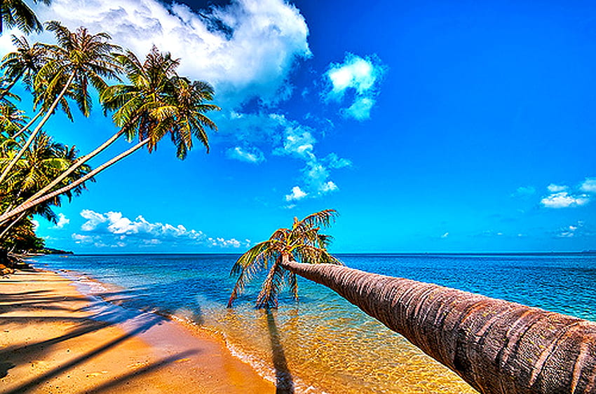 Fallen Palm, niebieski, morze, piasek, palma, ocean, drzewo, plaża Tapeta HD