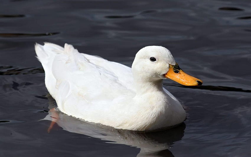 Duck, White Duck HD wallpaper | Pxfuel