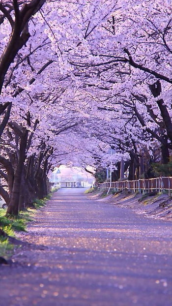 Lone Cherry Blossom Tree Live , Japanese Sakura Tree HD wallpaper | Pxfuel