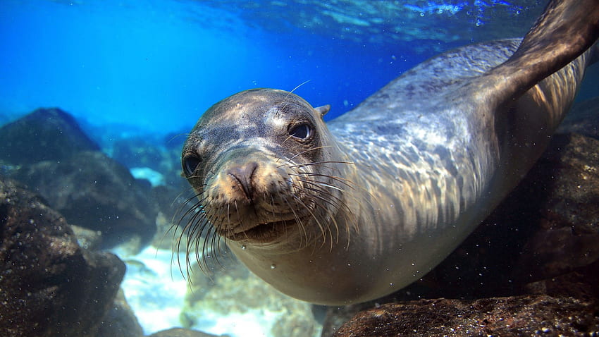 Sea Lion, Galapagos, island, Ecuador, underwater, close HD wallpaper