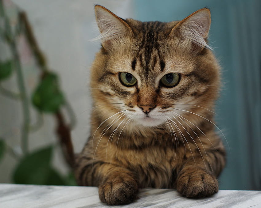 Cat, cats, eyes, kitties, animals HD wallpaper