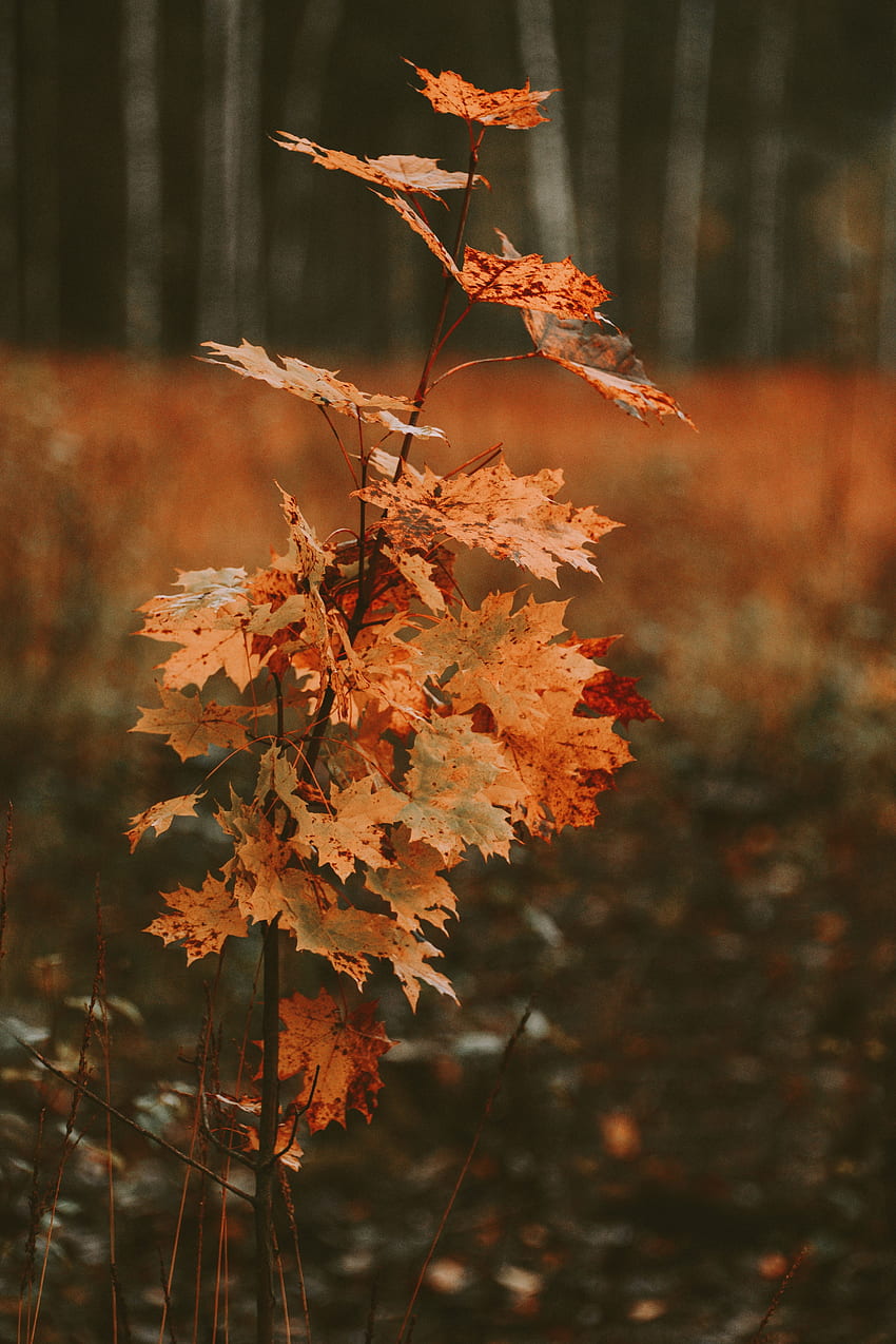 naturaleza, otoño, hojas, madera, árbol, seco, arce fondo de pantalla del teléfono