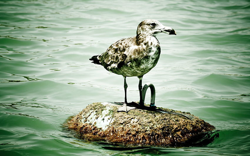 Animals, Bird, Sit, Seagull, Gull, Island, Islet HD wallpaper