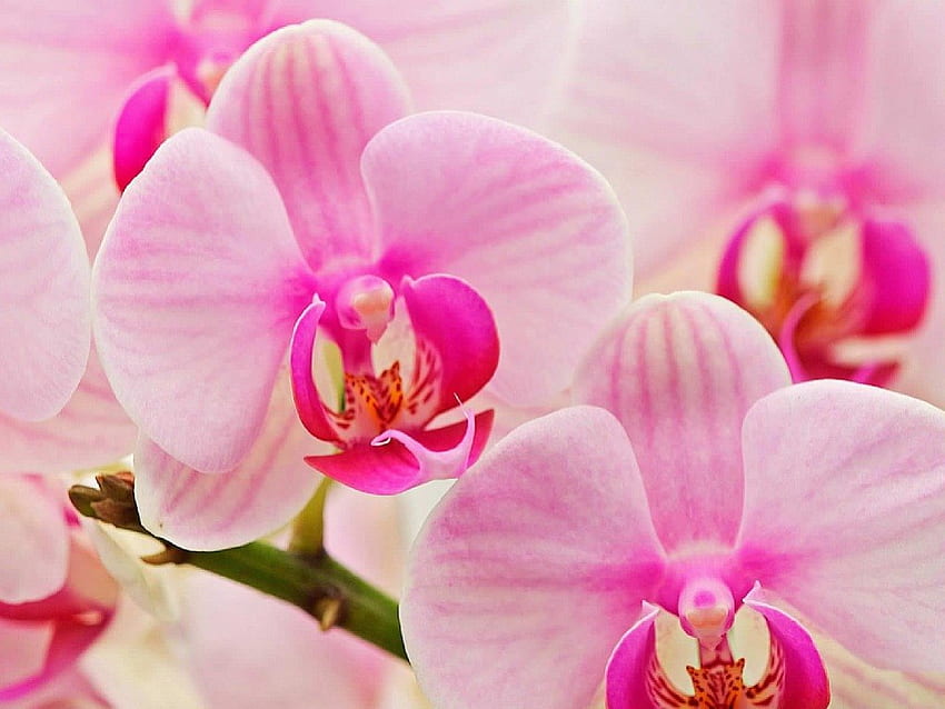 Pink Orchids, pink, nature, flowers, orchids HD wallpaper