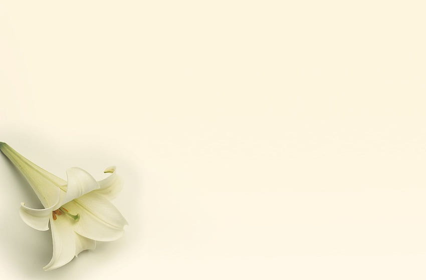 Easter Lily, LDS Easter HD wallpaper