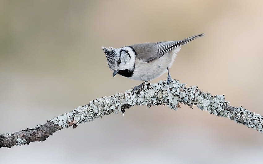Crested Tit, animal, tit, bird, crested HD wallpaper