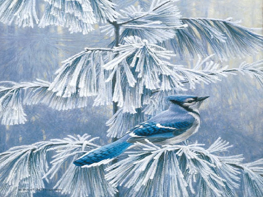 Mroźny poranek, mróz, ptak, śnieg, niebieska sójka, drzewo Tapeta HD