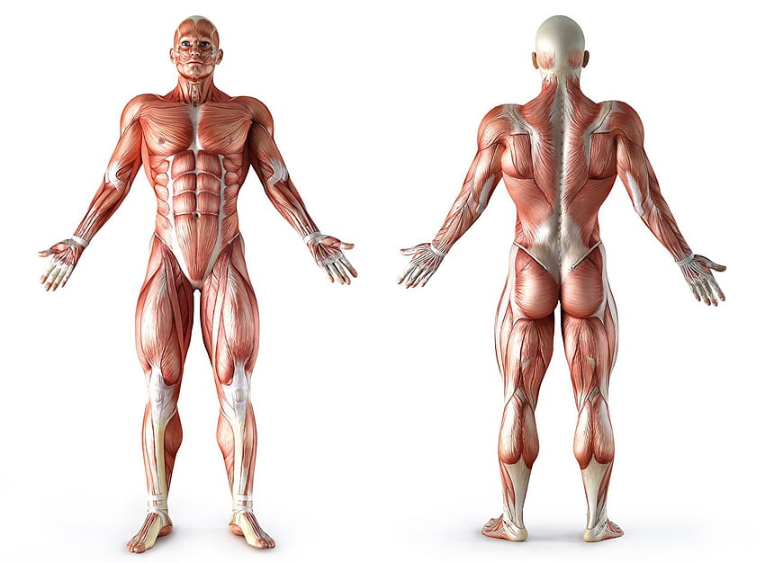 Man Muscle Human Anatomy Latar belakang putih, Muscle Anatomy Wallpaper HD