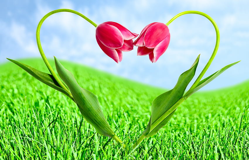 Coeur de tulipes, tulipe, herbe, tulipes, amour, vert, nuages, nature, ciel, charmant Fond d'écran HD