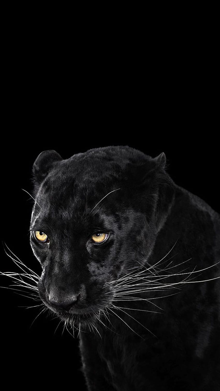 Black Panther IPhone IPhone, Black Panther Animal HD phone wallpaper