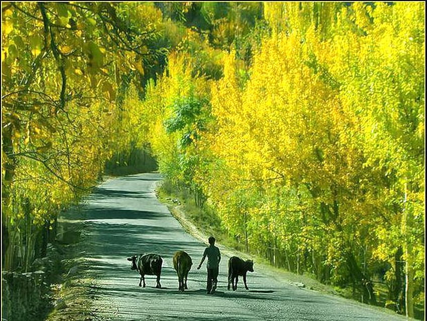 Hunza-Pakistan, hunza, beautiful, pakistan HD wallpaper