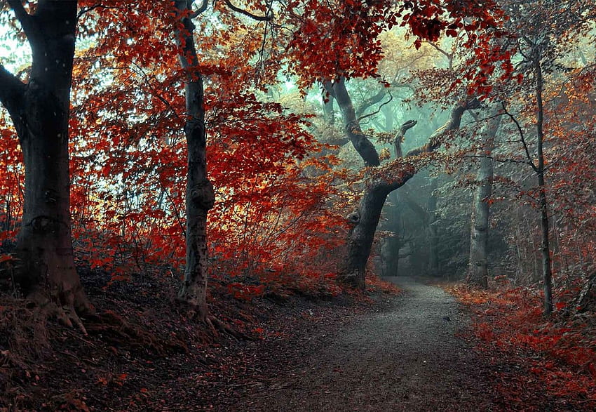 The Red Forest Wall Paper Mural. Buy at EuroPosters HD wallpaper