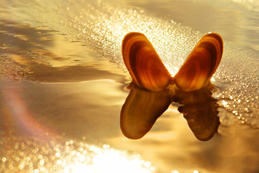 Butterfly shell, golden, shells, sunlight, beautiful, sea shells, beach, reflection, rainbow, water, bronze, ocean HD wallpaper