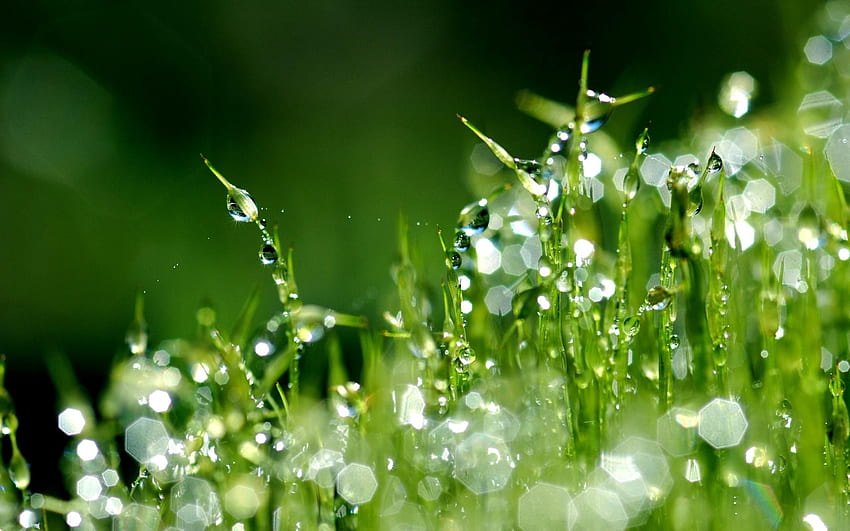 grass, moisture, dew drops, morning HD wallpaper