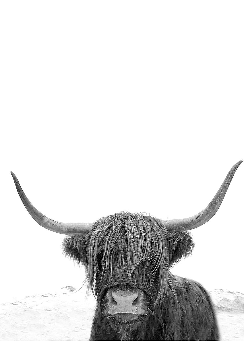 Художествен принт Highland Cow. Highland Cow графика. Високопланински говеда. Черно-бял печат от Little Ink Empire. Schwarz Weiß Porträt, Kuh Kunst, Tierfotografie HD тапет за телефон