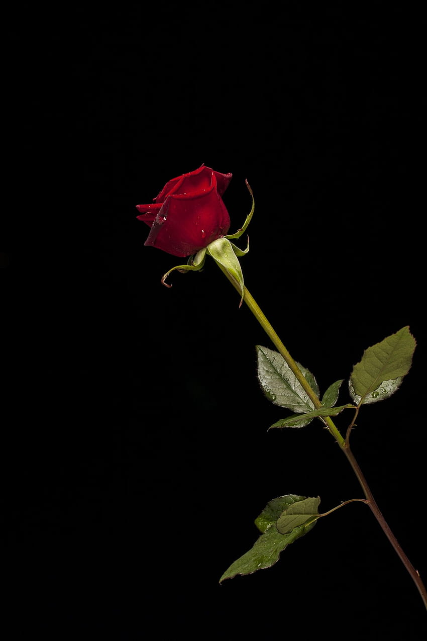 Single Rose, Single Red Rose HD phone wallpaper