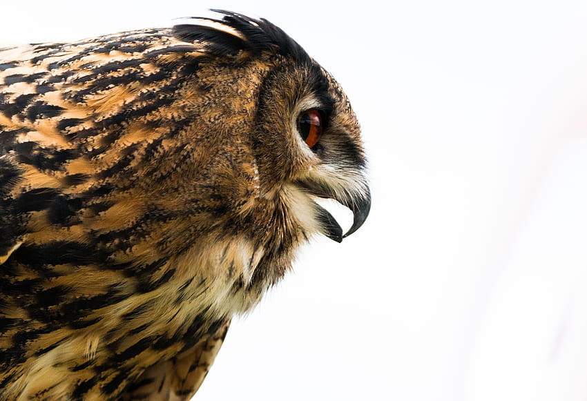 Animals, Owl, Bird, Beak, Predator, Profile, Eagle Owl HD wallpaper
