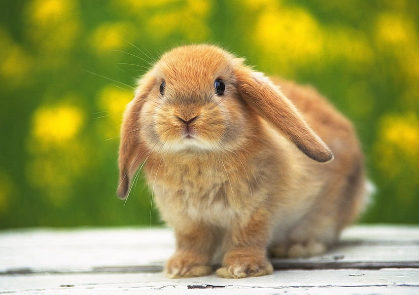 Awesome Bunny Background Background HD wallpaper | Pxfuel