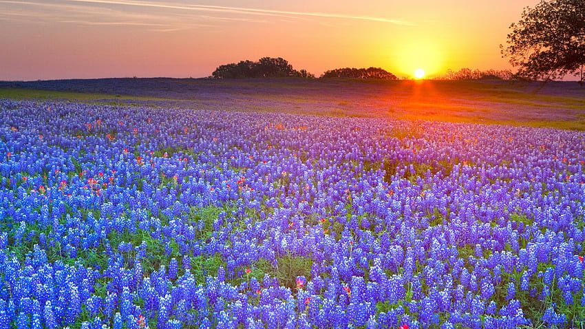 Country Spring, Country Spring Flowers HD wallpaper | Pxfuel