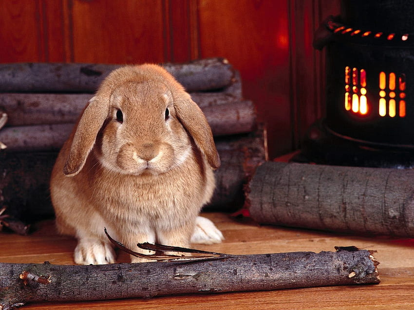 Animals, Sit, Firewood, Rabbit, Stove HD wallpaper