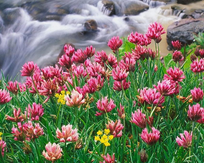 Polne kwiaty, kwiaty, rzeki Tapeta HD