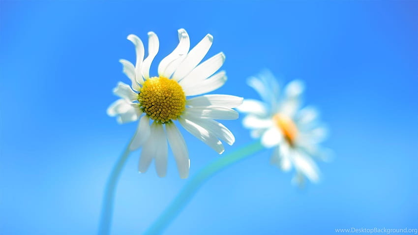 Latar belakang langit biru daisy yang lucu Wallpaper HD