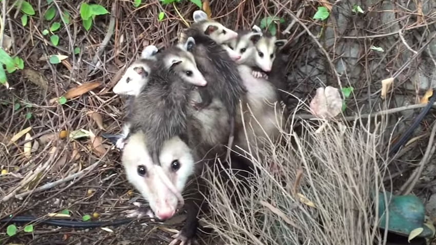 VIDEO: Beverly Grove woman finds opossum and its babies in her closet - ABC7 Los Angeles, Possums HD wallpaper