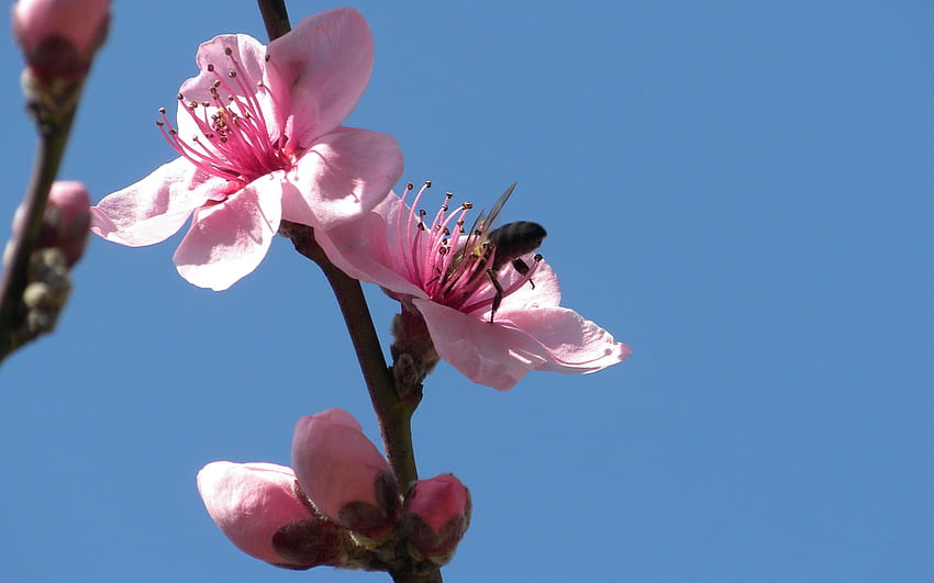 Bee in a Peach Flower, blue, peach, bee, sky, nature, flowers, tree HD wallpaper