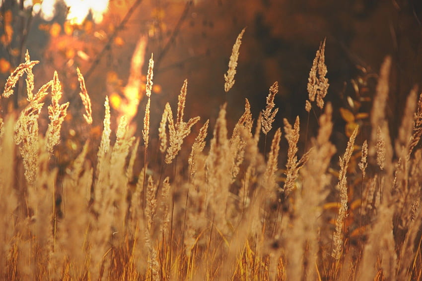 Rumput Kering di Sinar Matahari!, kering, sinar matahari, rumput, alam Wallpaper HD