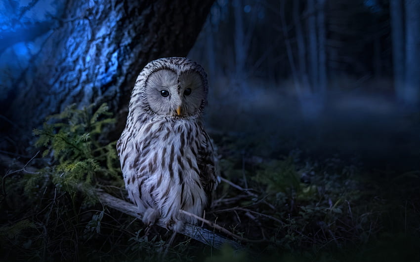 Owl, night, bird, bufnita, nature, pasari, dark HD wallpaper