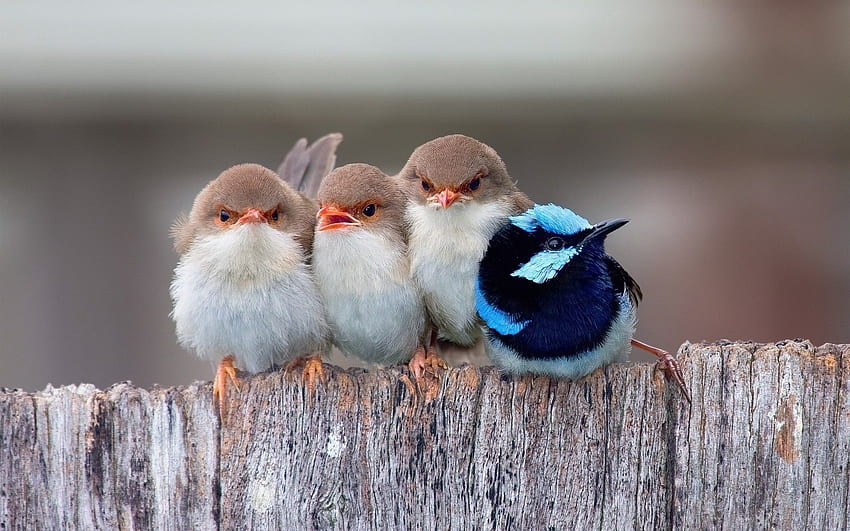 귀여운 작은 새들 HD 월페이퍼