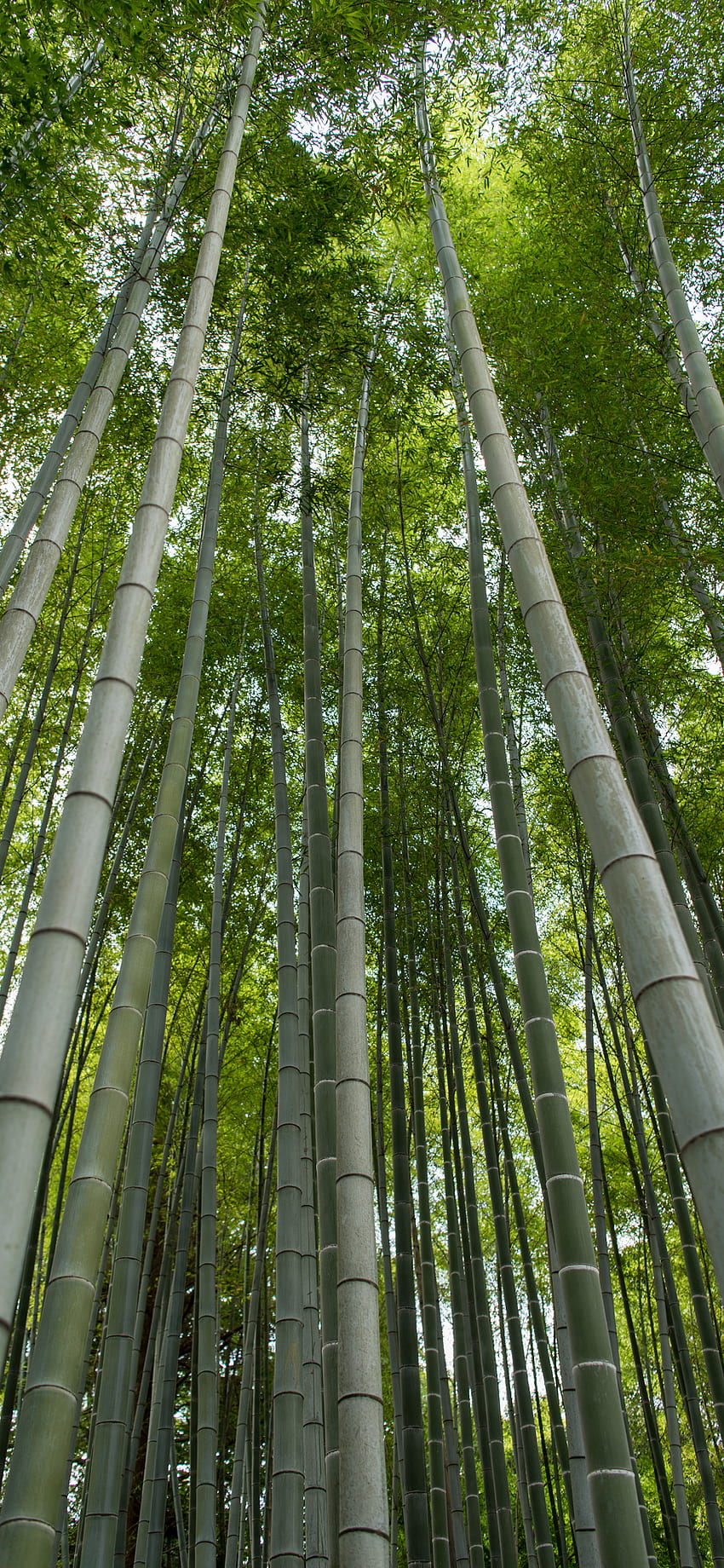 Bamboo 4k Wallpaper by RoulettesPlay on DeviantArt