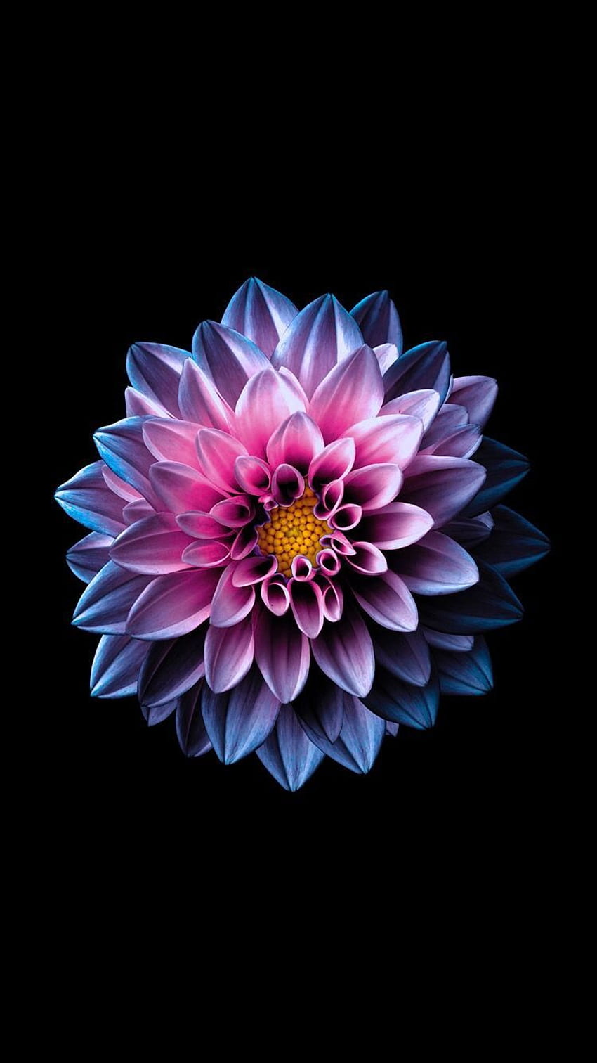 leuchtende Dahlie. Blumenhintergrund iphone, Blumeniphone, Blumenhintergrund, blaue Dahlie HD-Handy-Hintergrundbild