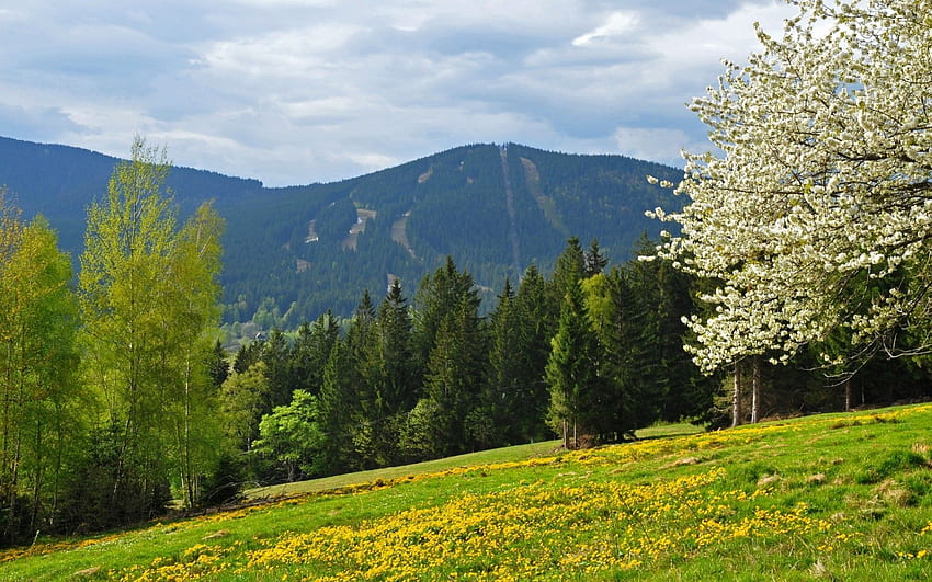Frühling, Berge, Wald, Feld, Tschechisch, Republik, Böhmisch, Wald / und mobiler Hintergrund, Böhmische Natur HD-Hintergrundbild