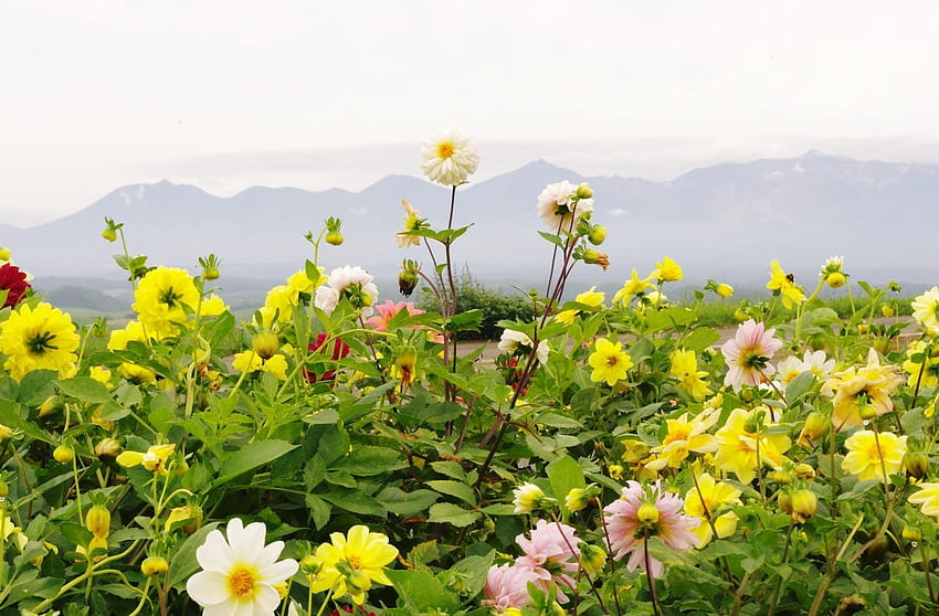 Flowers, Sky, Mountains, Horizon, Flower Bed, Flowerbed, Dahlias HD wallpaper