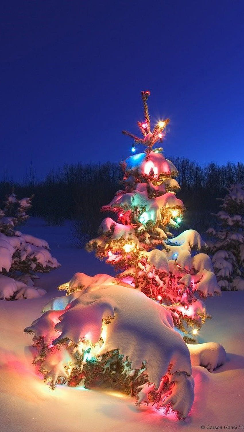 Kuzey Kutbu'nda ışıkları olan Noel ağacı Dolu HD telefon duvar kağıdı