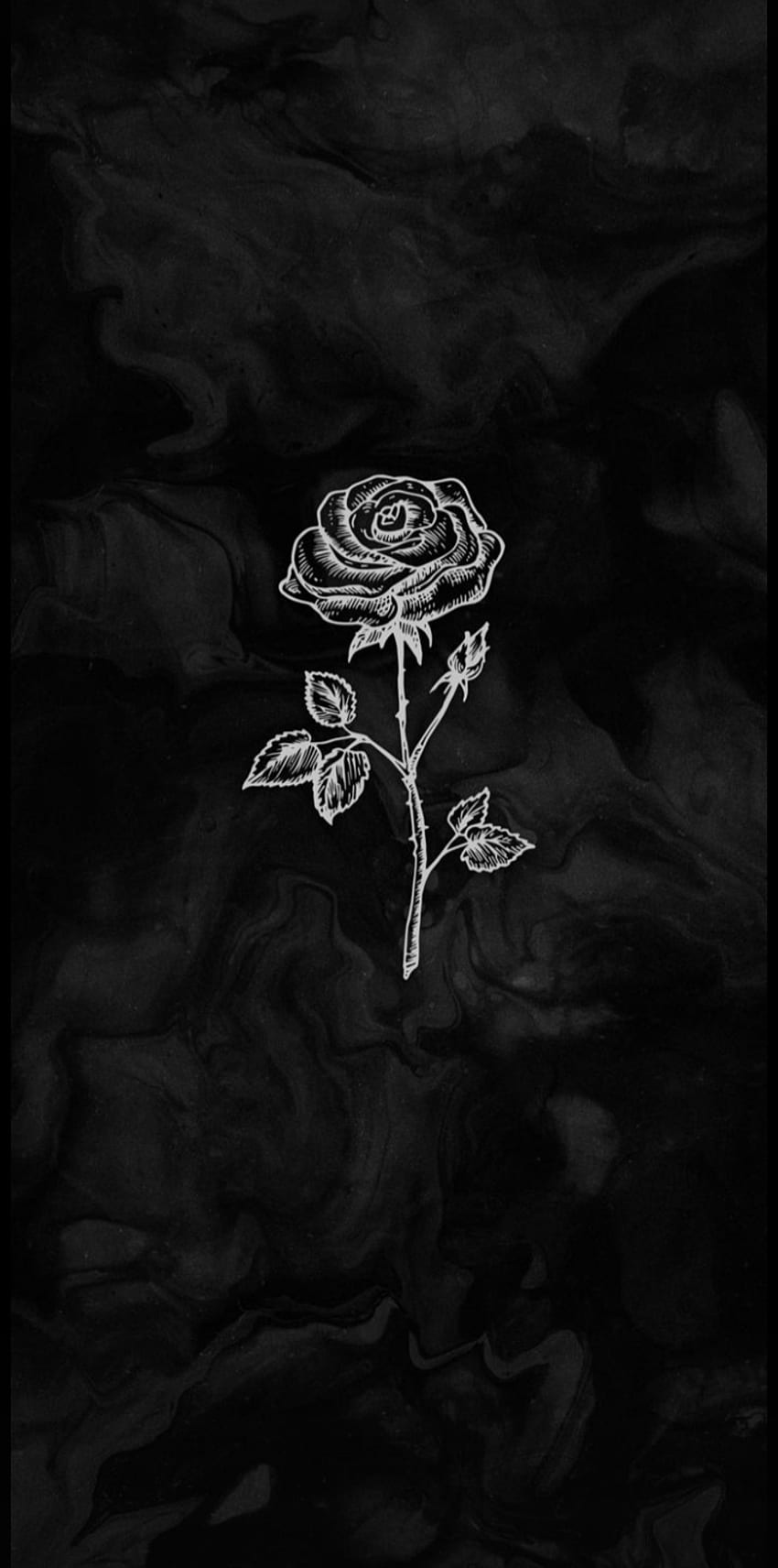 Rose, rose thé hybride, flash graphie Fond d'écran de téléphone HD