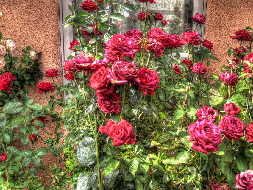 червени рози, роза, червено HD тапет
