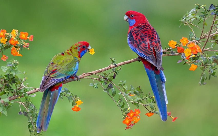 Parrots, blue, bird, orange, branch, flower, green, red, couple, parrot HD wallpaper