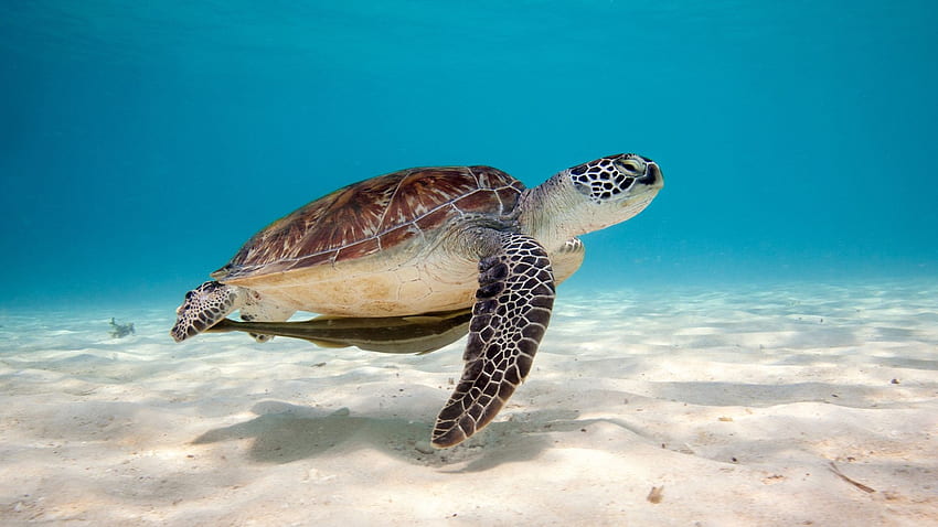 Żółw morski Windows 10 — Zwierzęta Tapeta HD