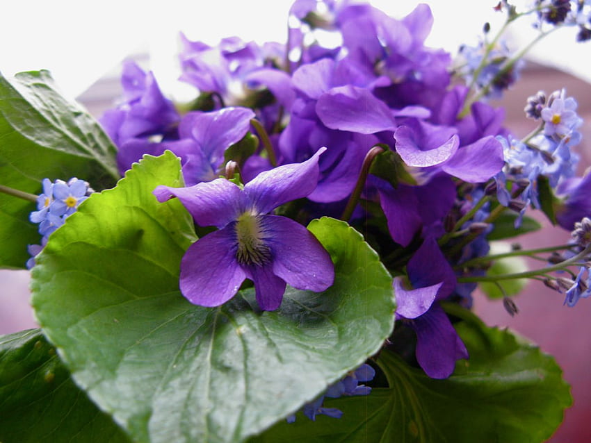 violetas para caramelo, roxo, flores, primavera, violetas papel de parede HD