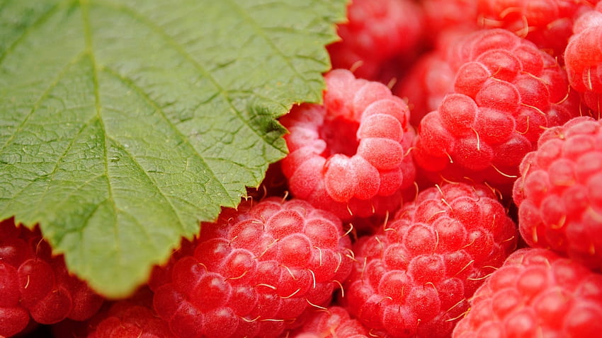 Plants, Food, Raspberry, Berries HD wallpaper