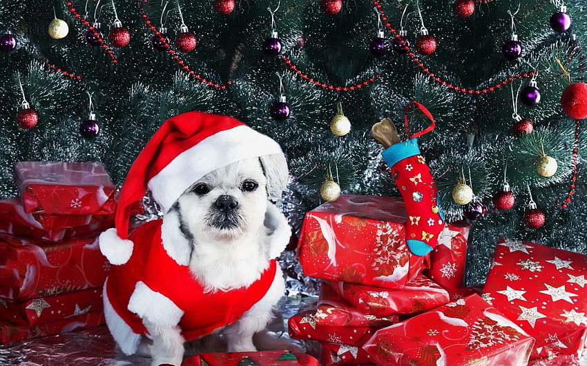 Feiertage, Neujahr, Dekorationen, Hund, Weihnachtsbaum, Geschenke, Geschenke HD-Hintergrundbild