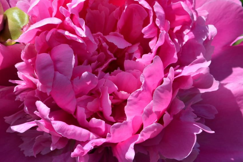 Красив розов божур, розов божур, красив божур, красиви розови, розови цветя HD тапет