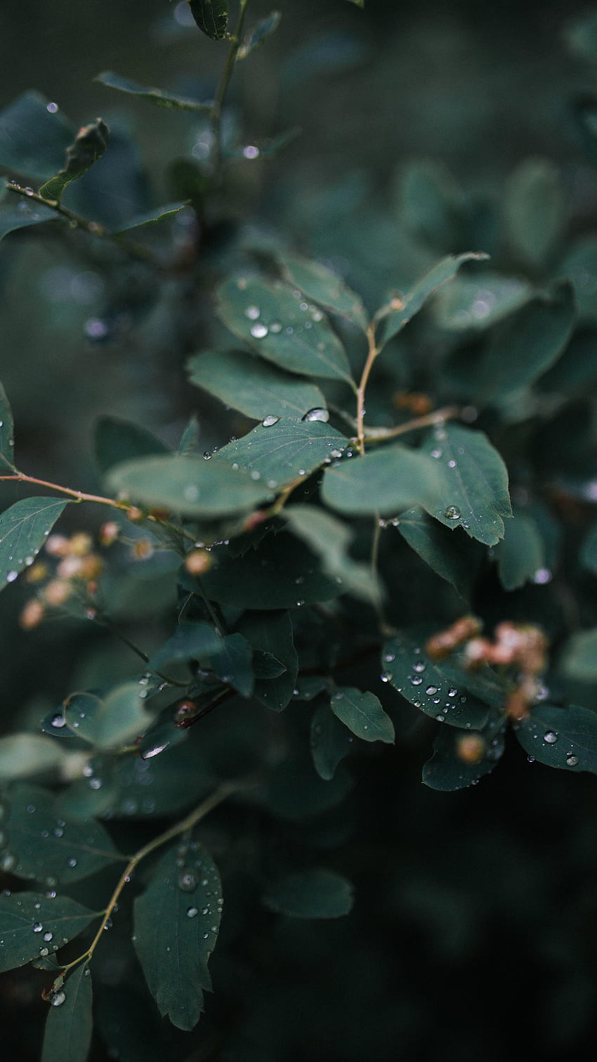 Nature, Leaves, Drops, Plant, Macro, Wet HD phone wallpaper