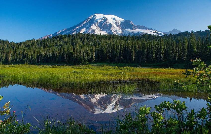 forest, lake, reflection, Mount Rainier National Park HD wallpaper