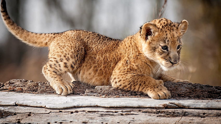 leopard cub, feline, leopard, cub, play HD wallpaper