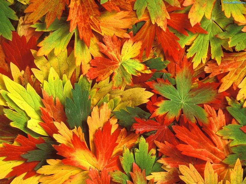 Autumn Leaves, autumn, colorful, leaves, nature HD wallpaper
