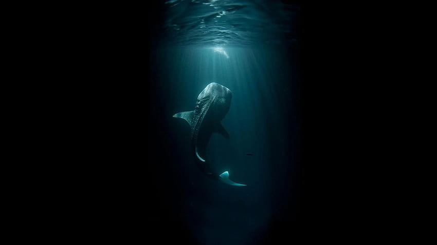 Tiburón . océano, tiburón, tiburón ballena, miedo bajo el agua fondo de pantalla